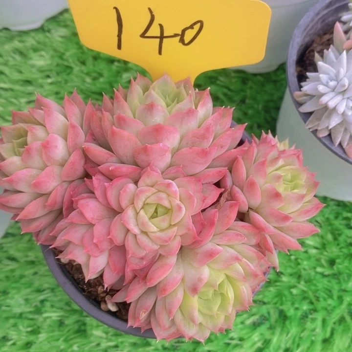 多肉植物，开心多肉