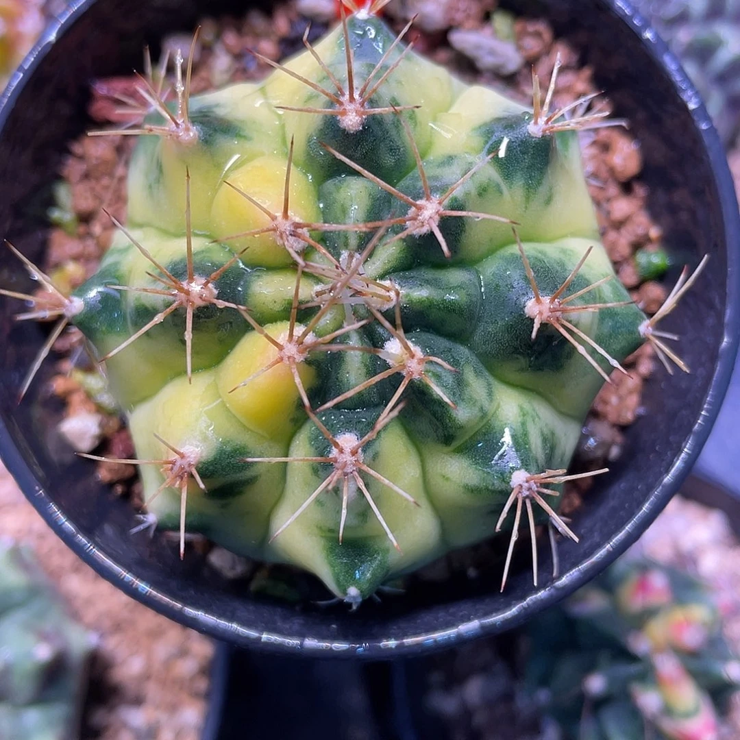 1-192米哈锦5.4厘米