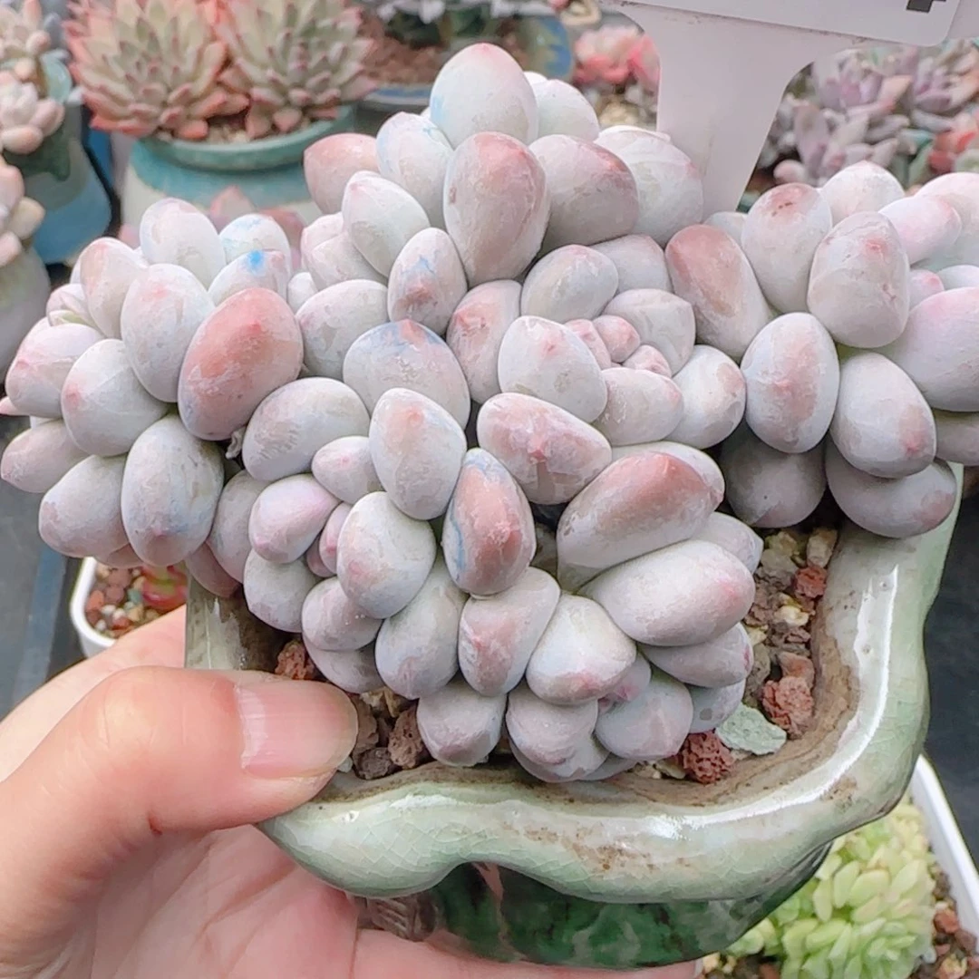 王*开多肉植物8634..带盆