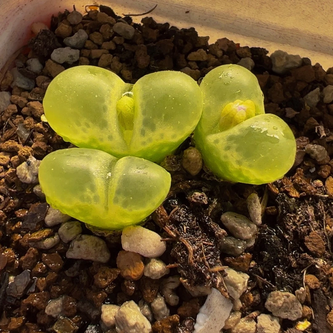 145多肉植物种类多样