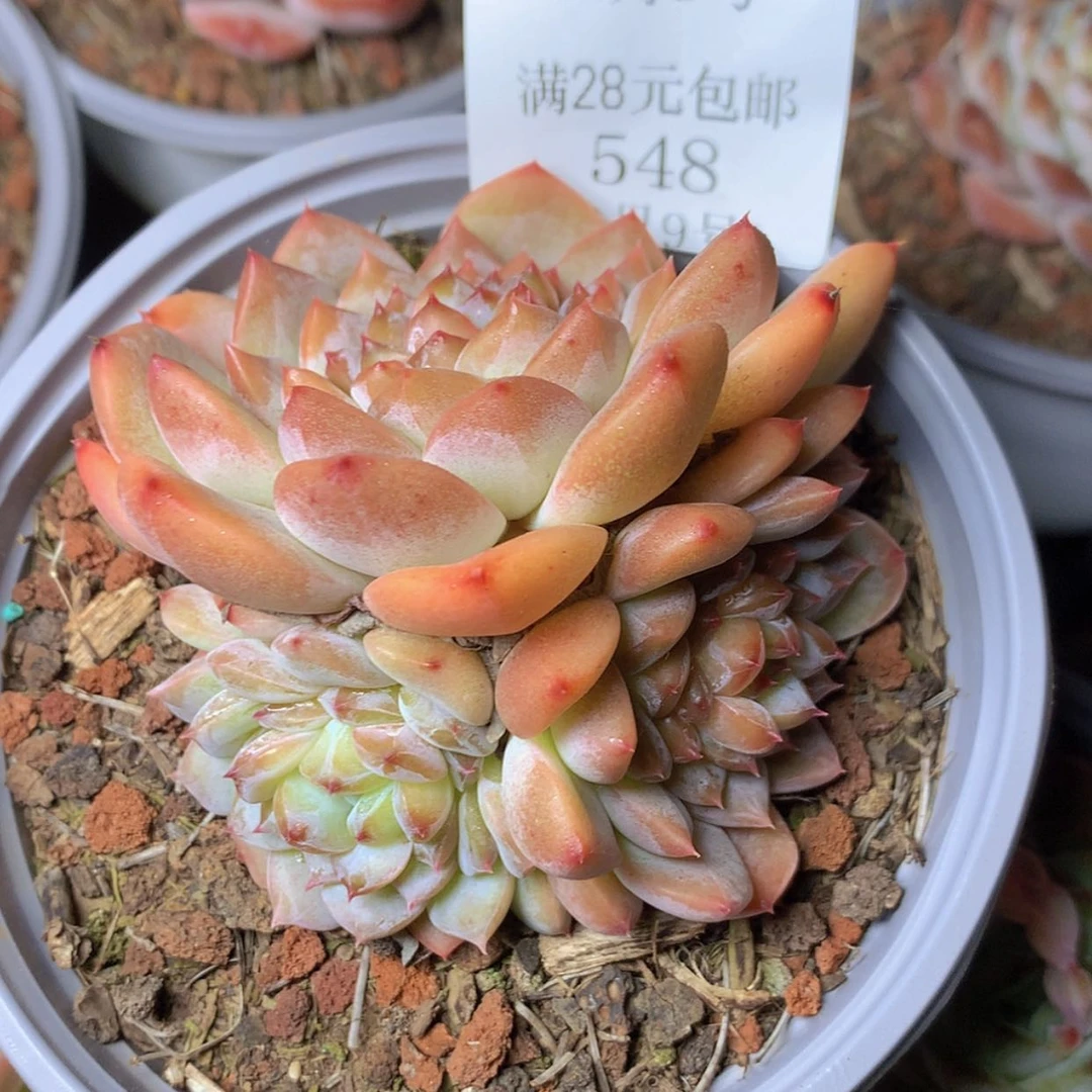 【闪购商品】云548号