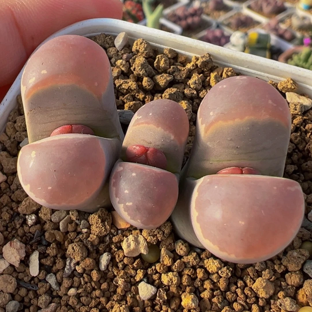 752多肉植物种类和