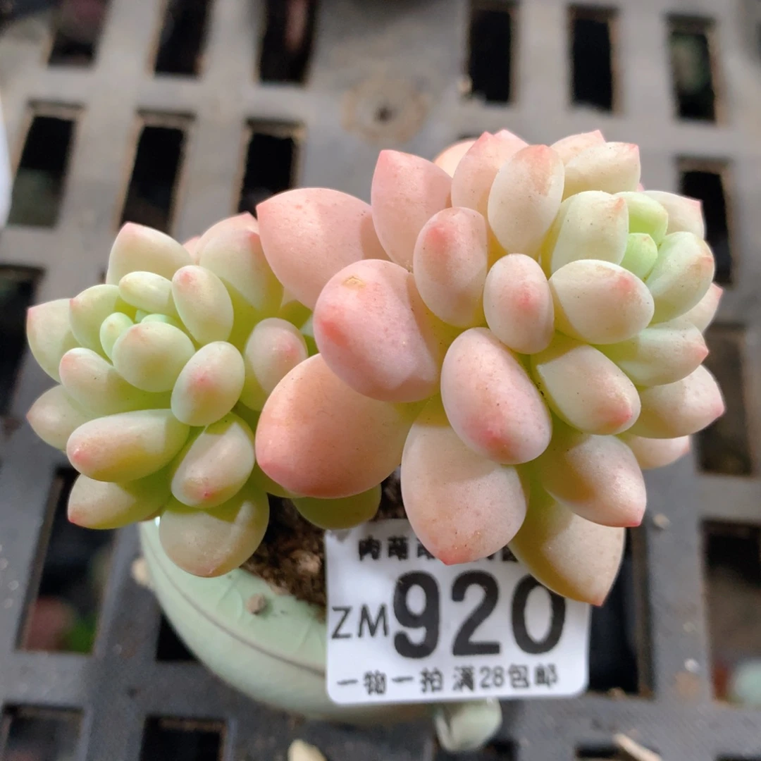 5CM拇指盆精控多肉ZM920