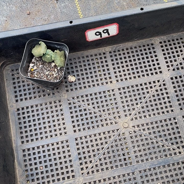 涵***涵99号筐带盆土发货