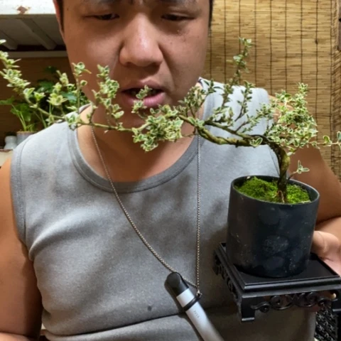 红陶一物一拍所见即所得230