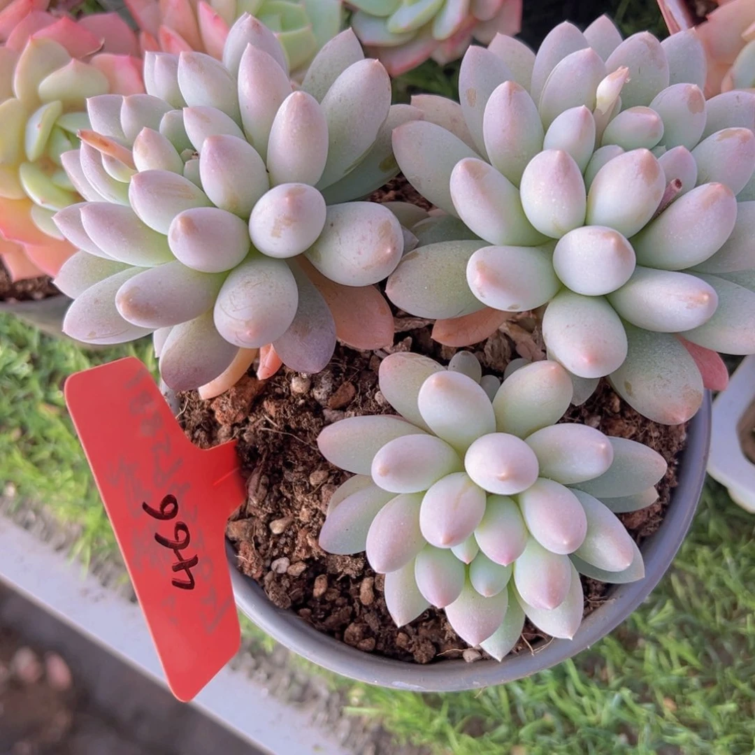 香玉的故事是一个人的故事吗