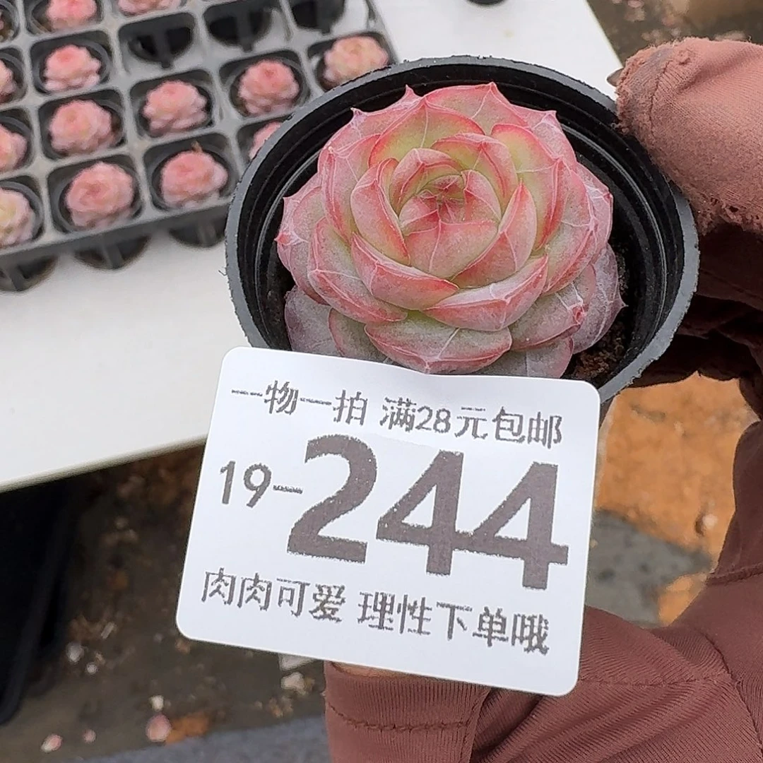 钻石糖无盆土发货无盆土发货无