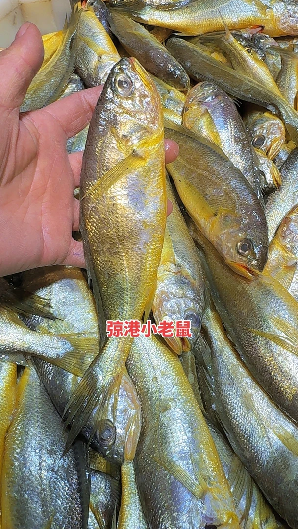 弶港小老鼠，出水鲜小黄鱼，净重5斤，顺丰快递