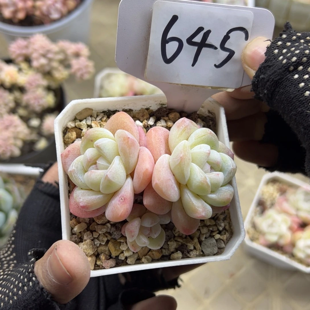 红陶645号多肉植物