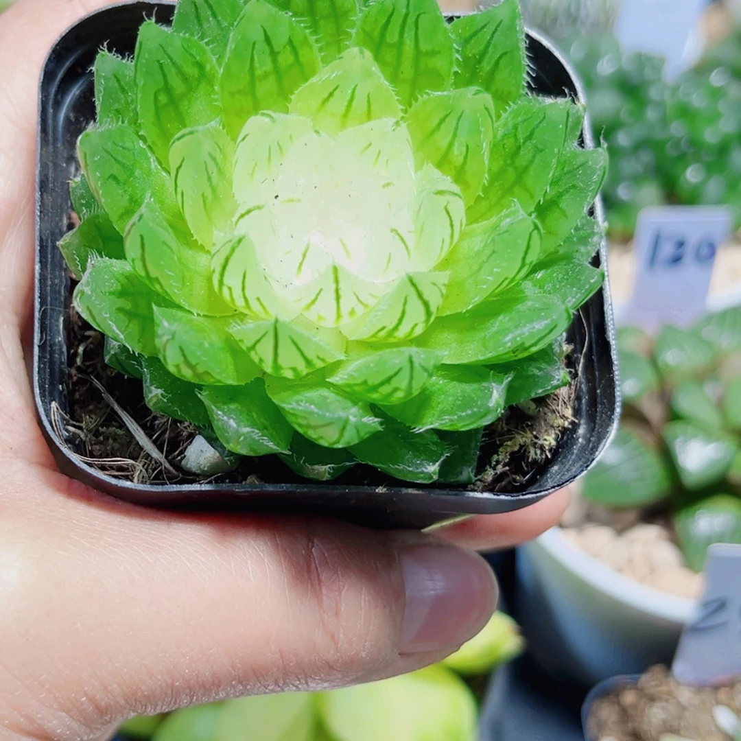 白莲花多肉植物66666