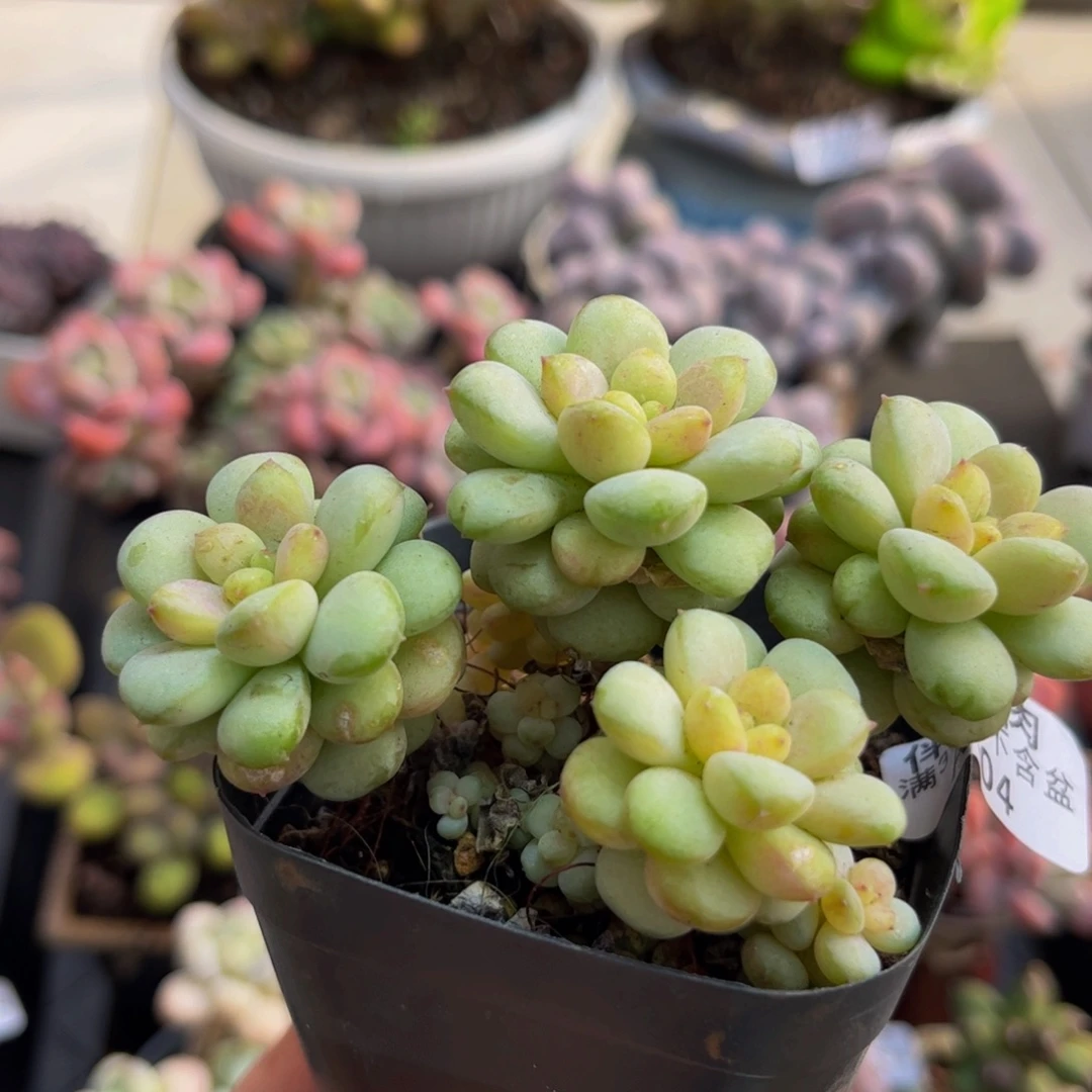 504/6cm阳光玫瑰多肉