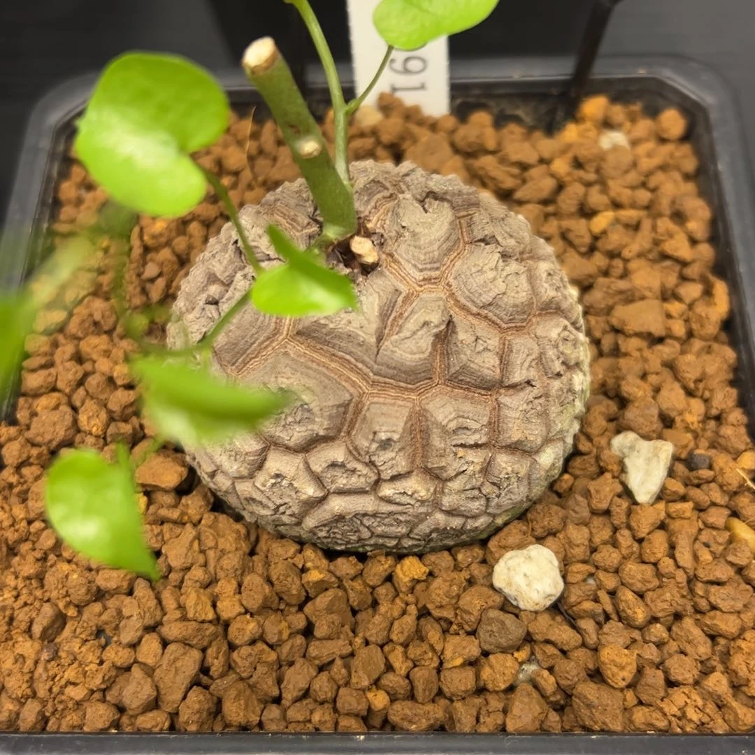 精品盆栽养定的龟甲龙1091号