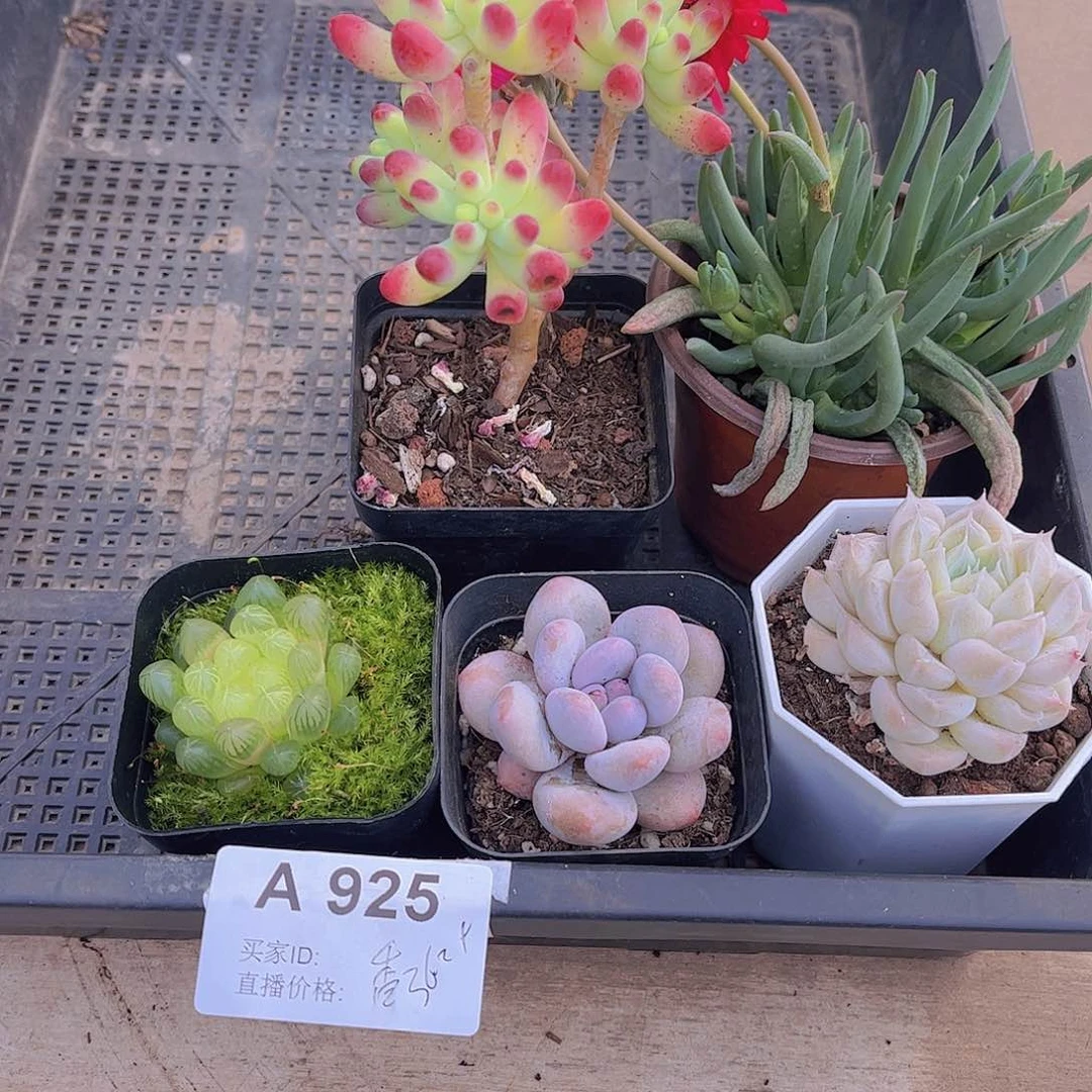 多肉925多肉植物