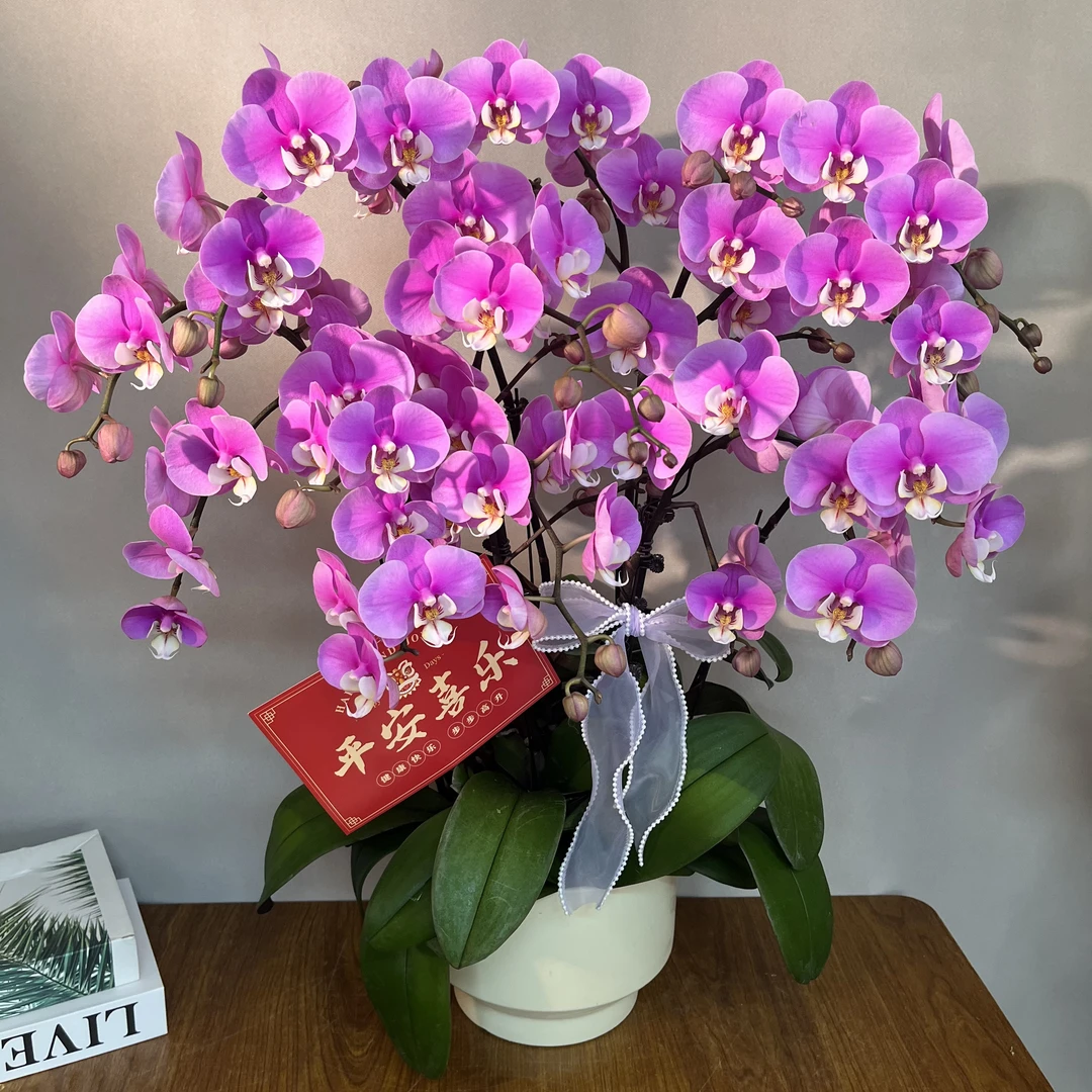 （安娜）花中皇后欧品经典高货好养耐养蝴蝶兰鲜花室内送礼高端花卉