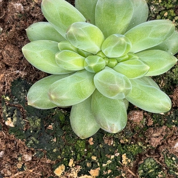 卡布奇诺缀多肉植物912