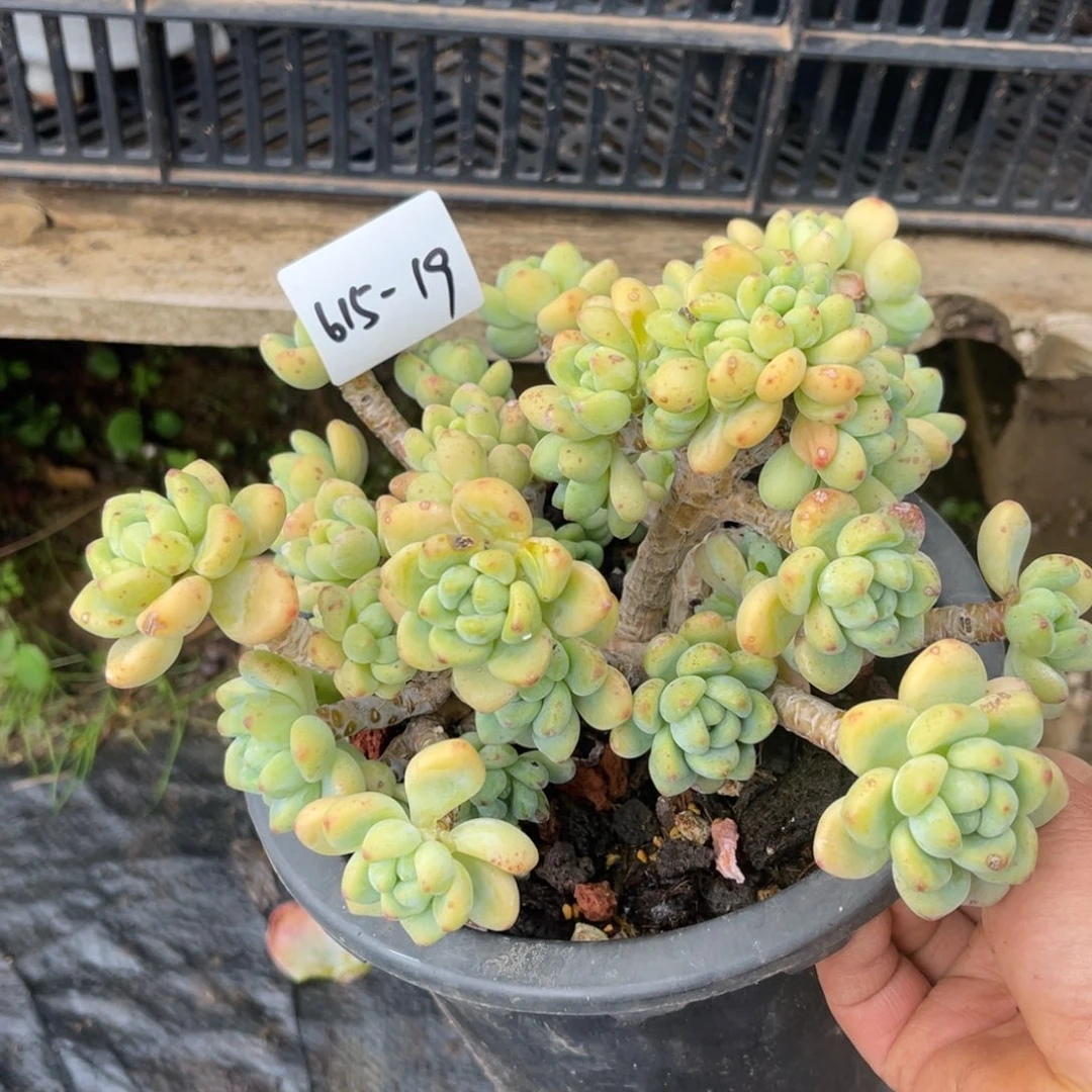 海****）多肉植物劳尔缀615-19