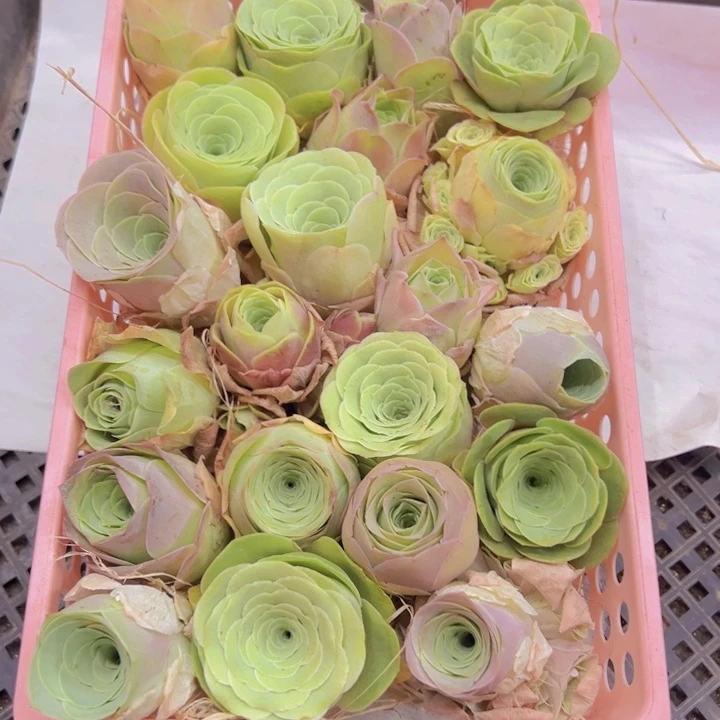 组合21颗裸根不带土发货不包损