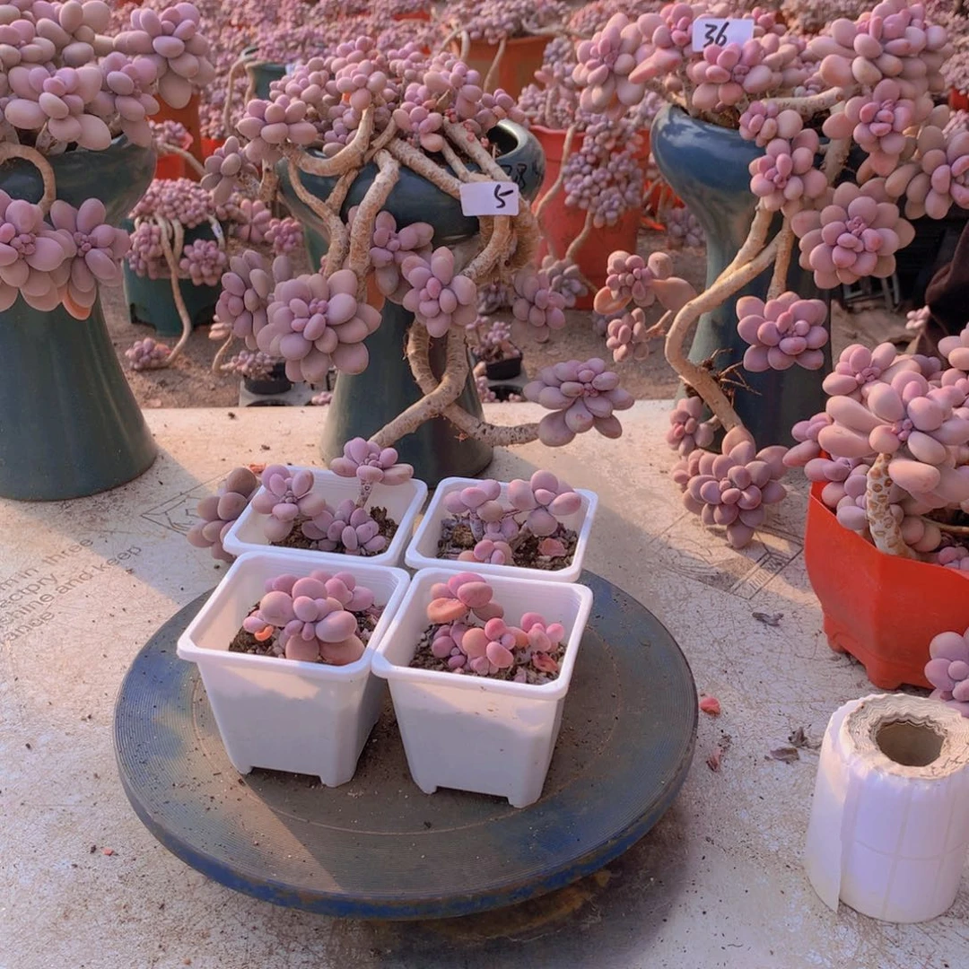 西****甲75一物一拍桃蛋四颗