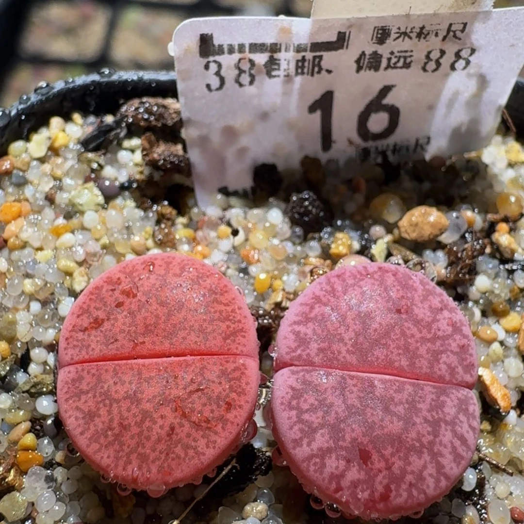zzzz生石花肉锥16酒红灵耀