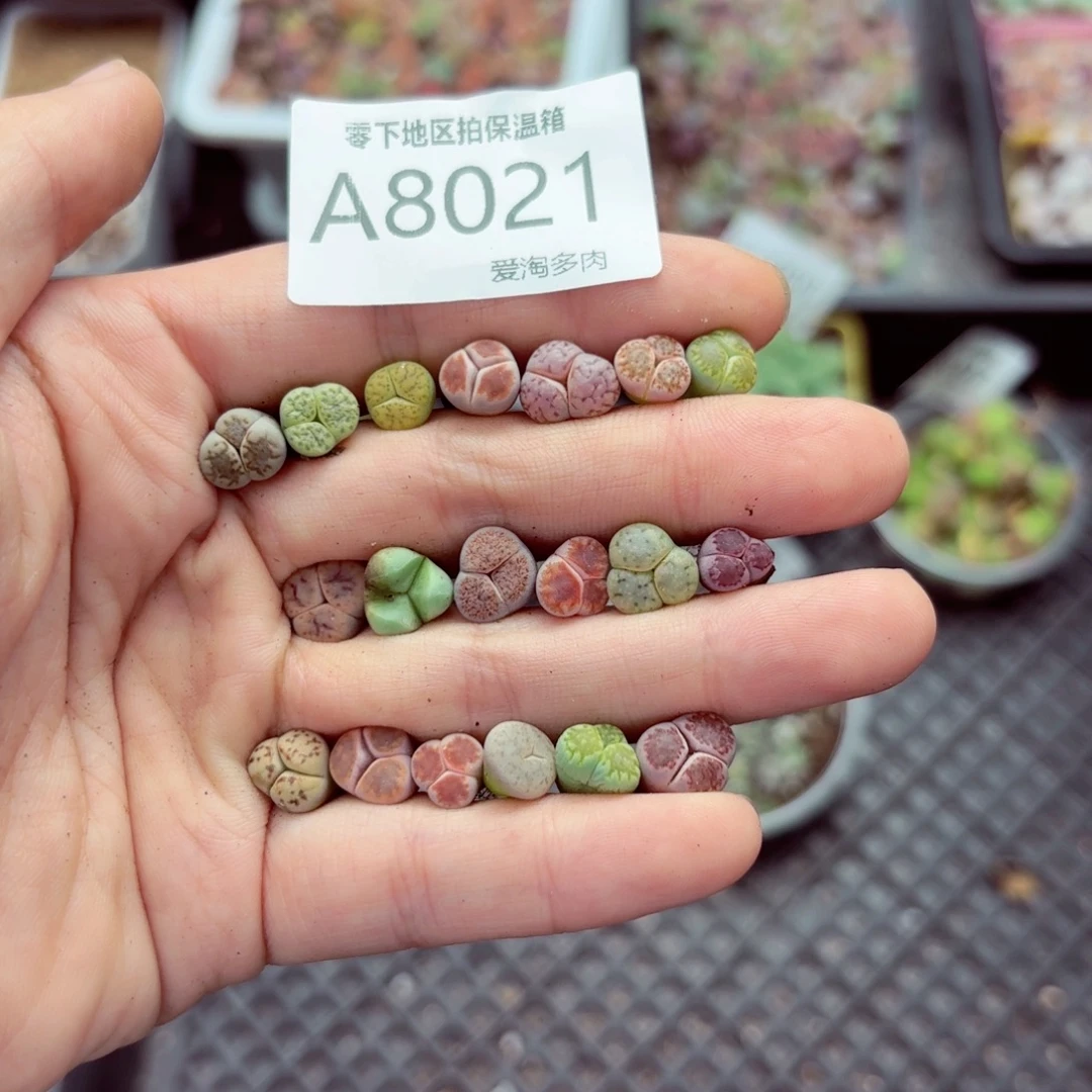 8021—生石花 生石花