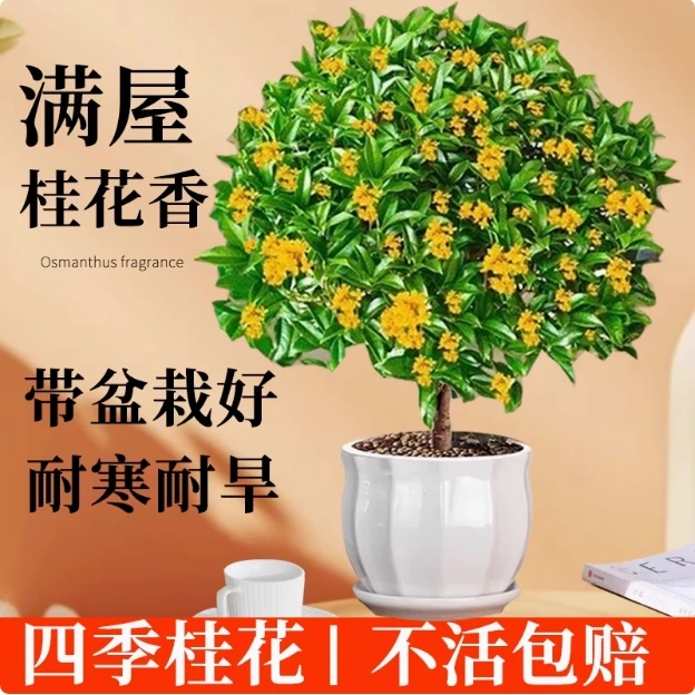 四季桂花  盆栽 地栽树苗浓香型室内阳台庭院好养花卉绿植物
