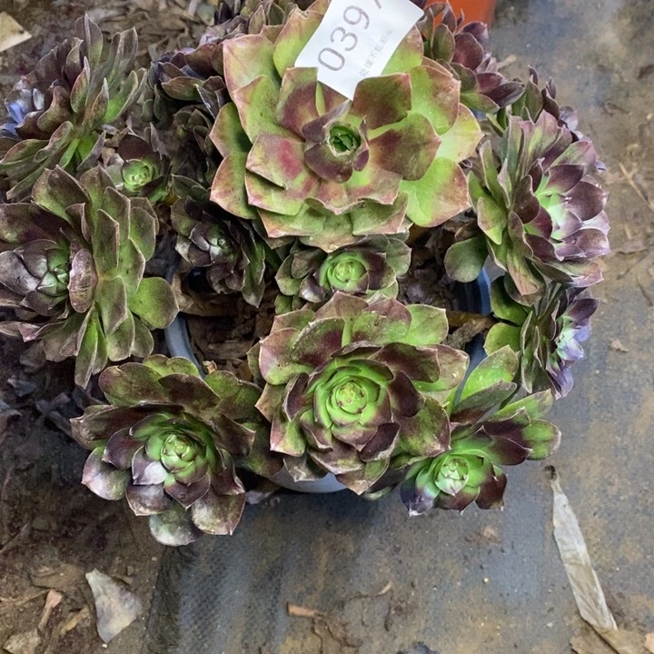 黑魔多肉断头不包0397