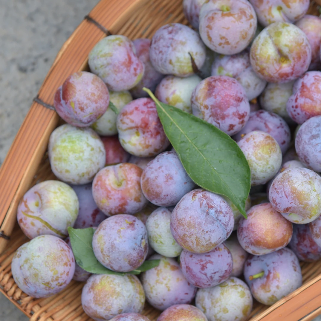 脆红李当季水果新鲜现摘现发应季水果李子脆红李