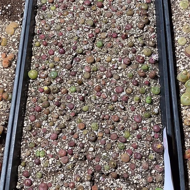 18380。    杂。 一筐。