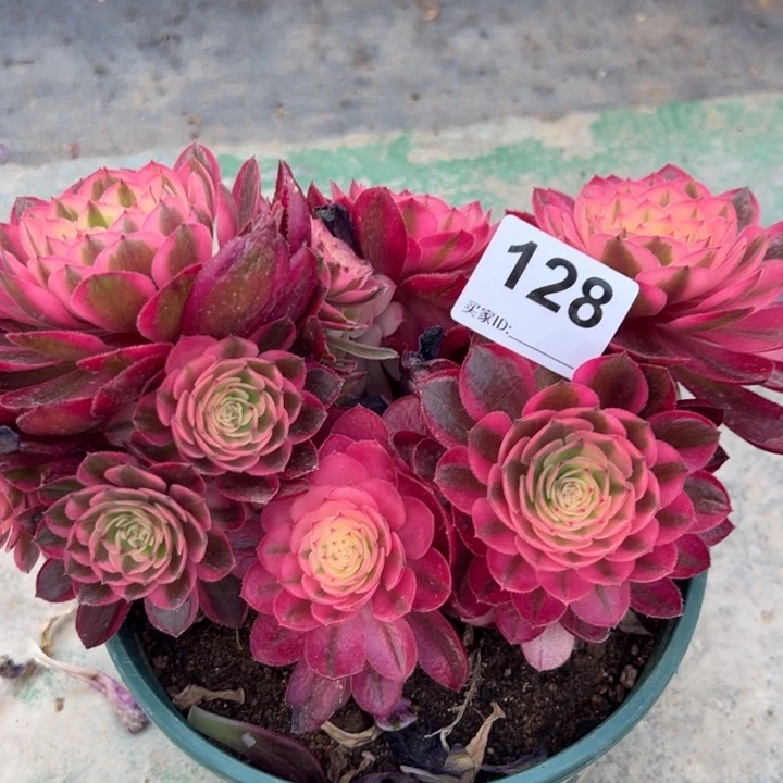 128倾城朵朵20厘米左右半木质