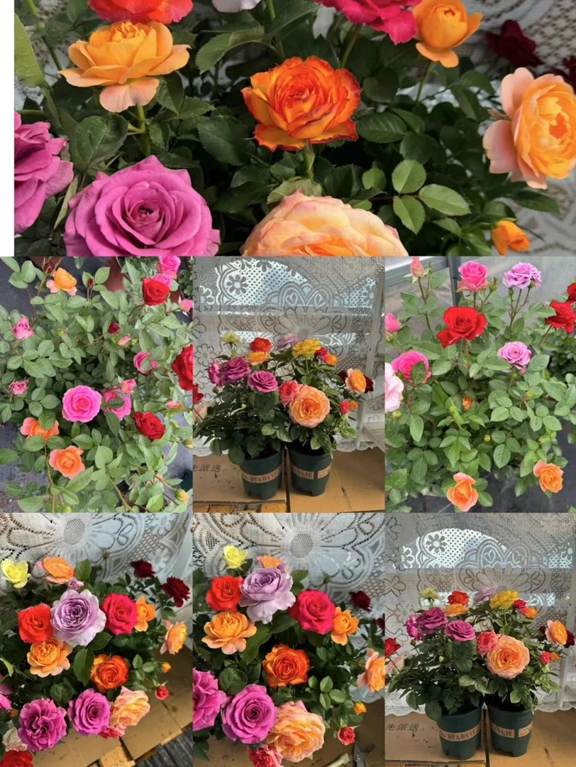 一物一拍云南露天苗四季开花月季