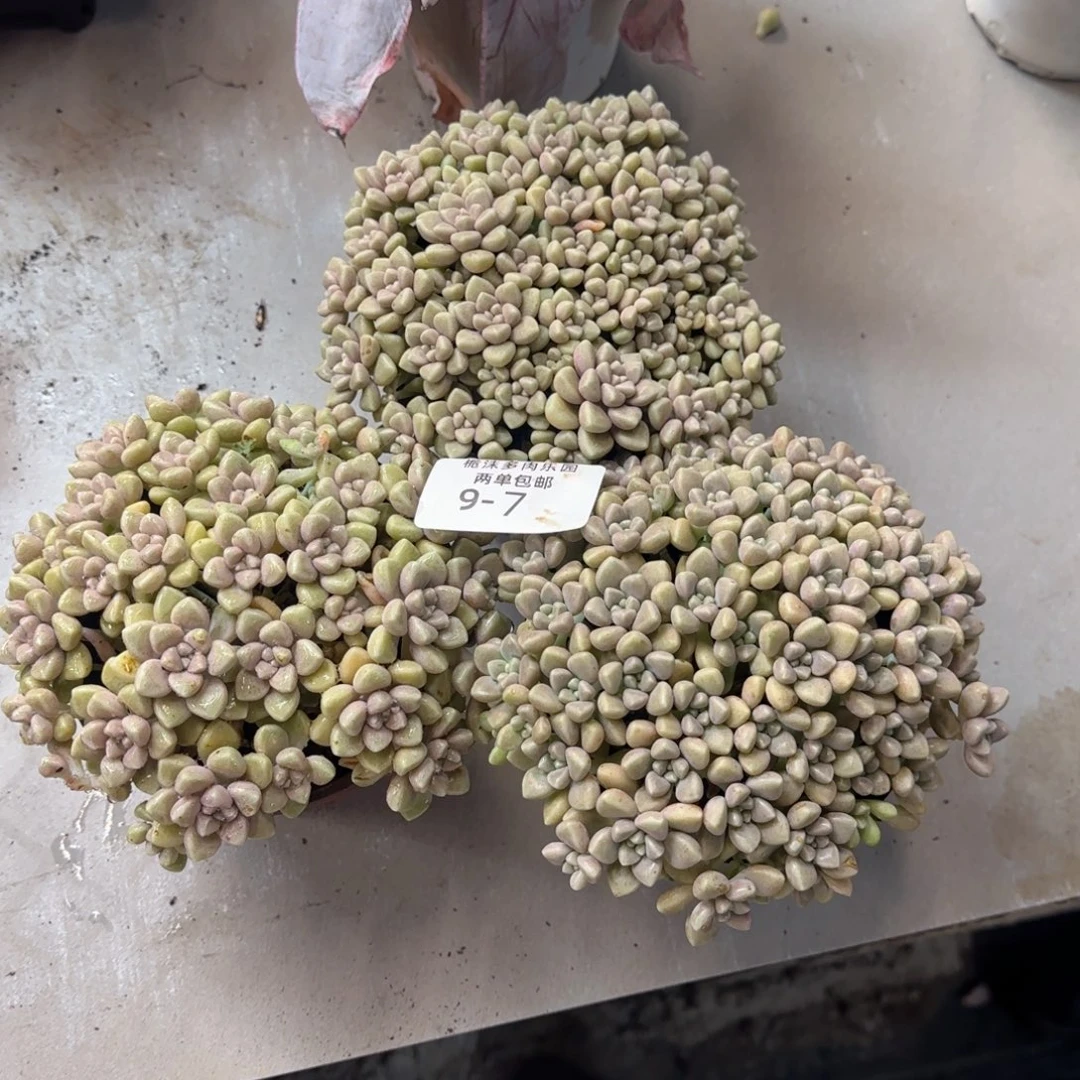 王****9-7丸叶姬秋丽多肉植物