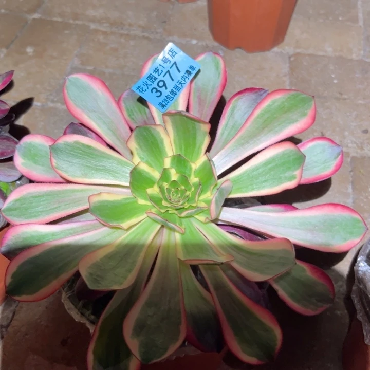 红魔女3977多肉植物