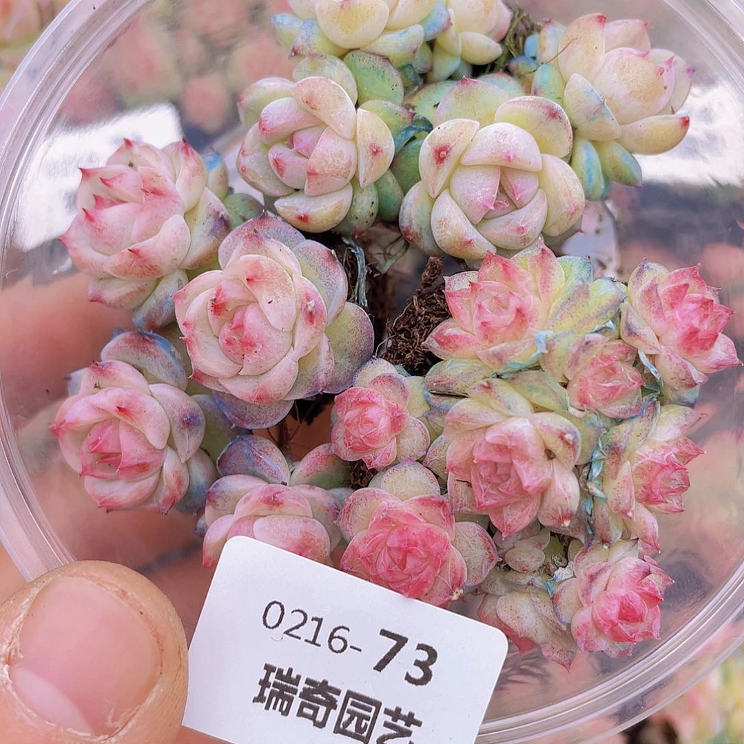 0000000000073量拍