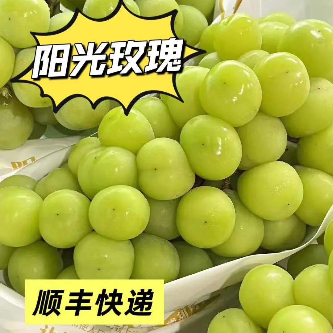 【顺丰包邮】新鲜现摘阳光玫瑰葡萄提子新鲜当季水果