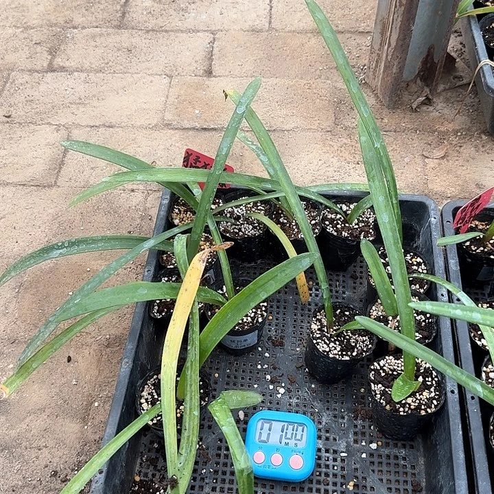 当前无花朵，栽培后可花朵娟**电猛犸象