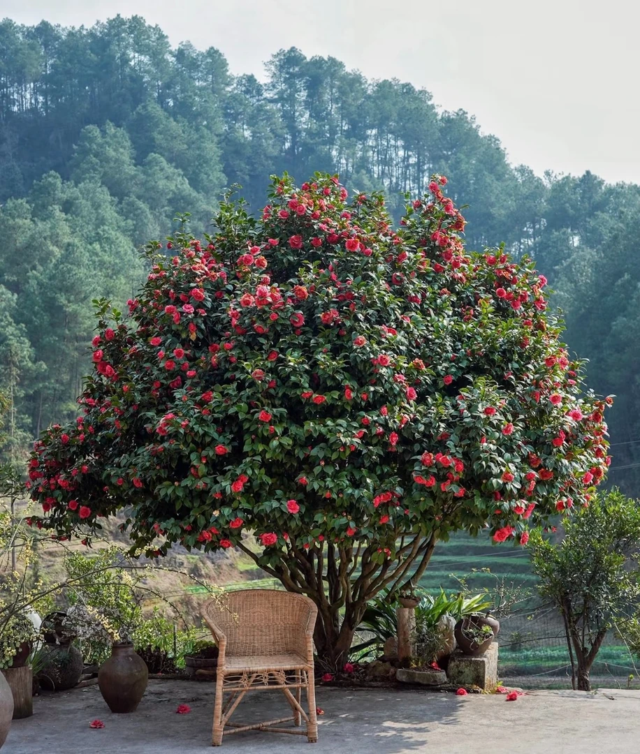 直播链接   茶花花仙子克瑞墨皇家天鹅绒山茶花盆栽室内外【中】