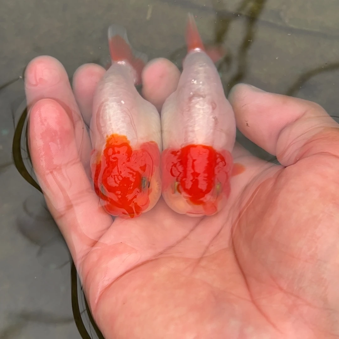 宜***生金鱼齐鳃红包邮正经鱼贩