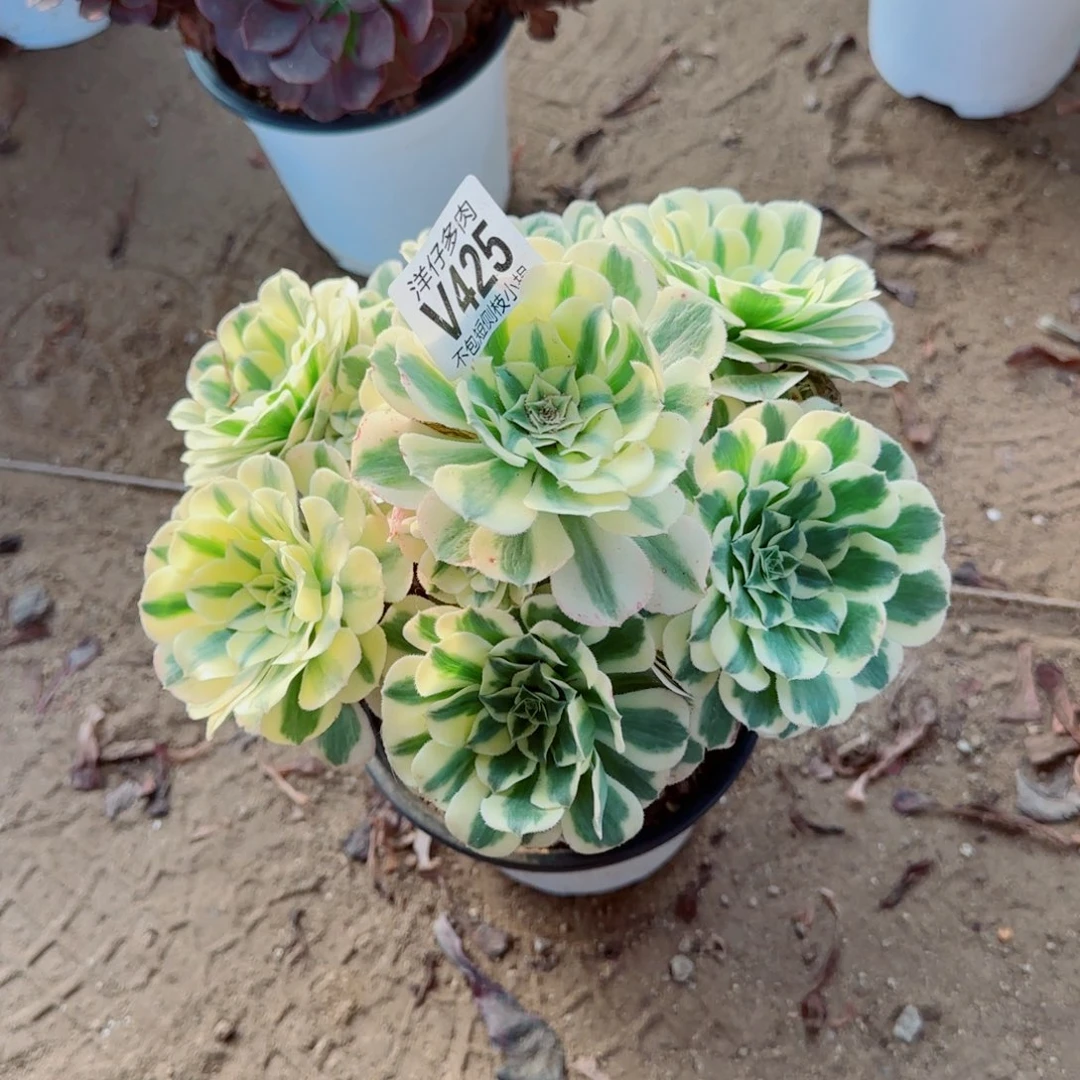 迈巴赫法师425冠幅20