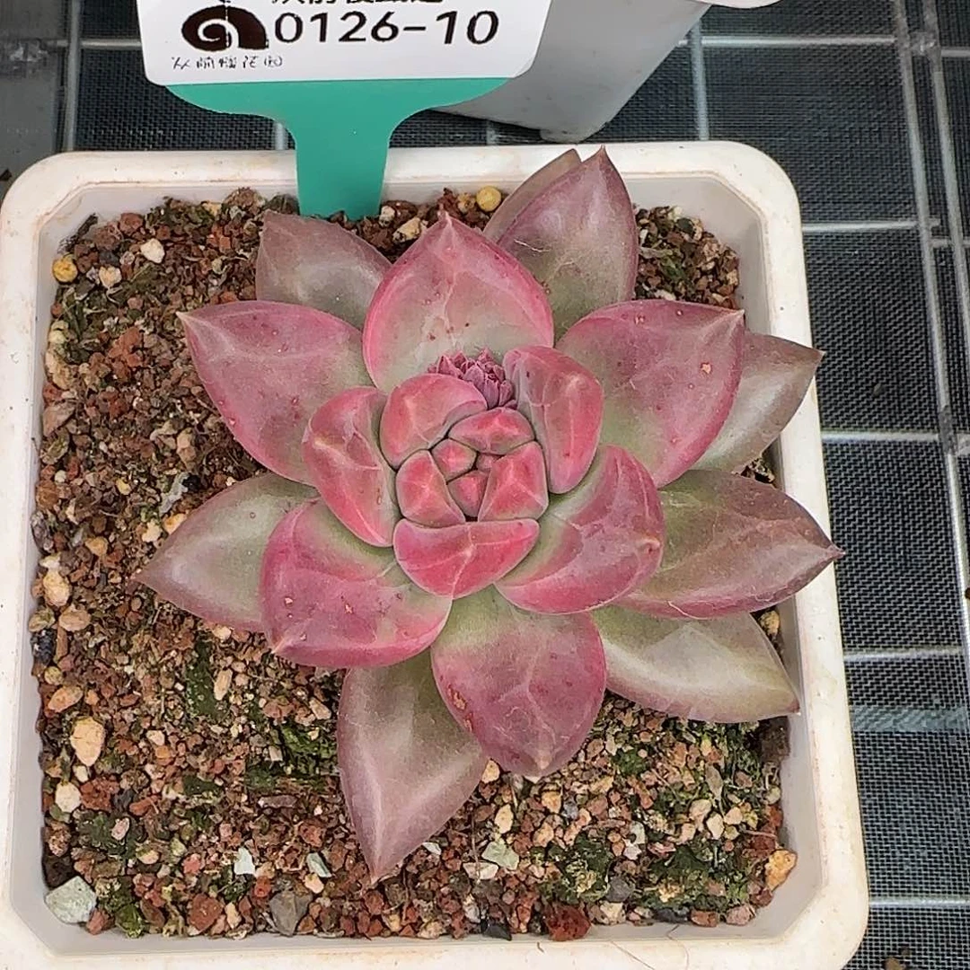 从前慢花园精选0126-10多肉