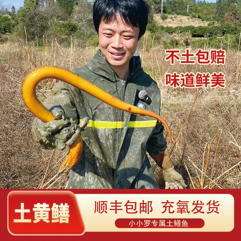 小小罗3斤土鳝鱼顺丰包邮包活肉质鲜美品质保证