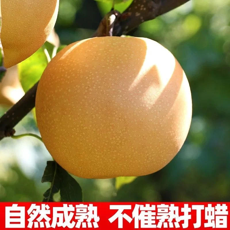 山东秋月梨新鲜现摘当季水果脆甜多汁皮薄肉厚