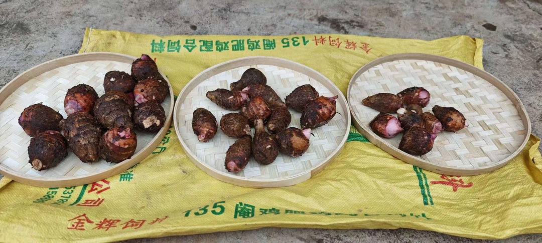 自家种植软糯香甜香奶芋