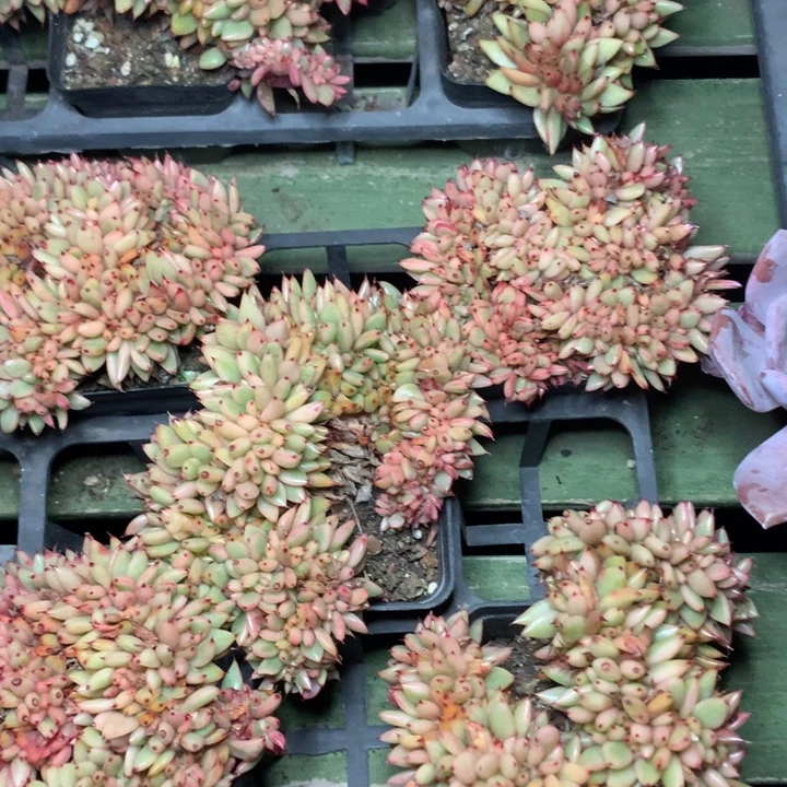 a20东云锦缀化脱土