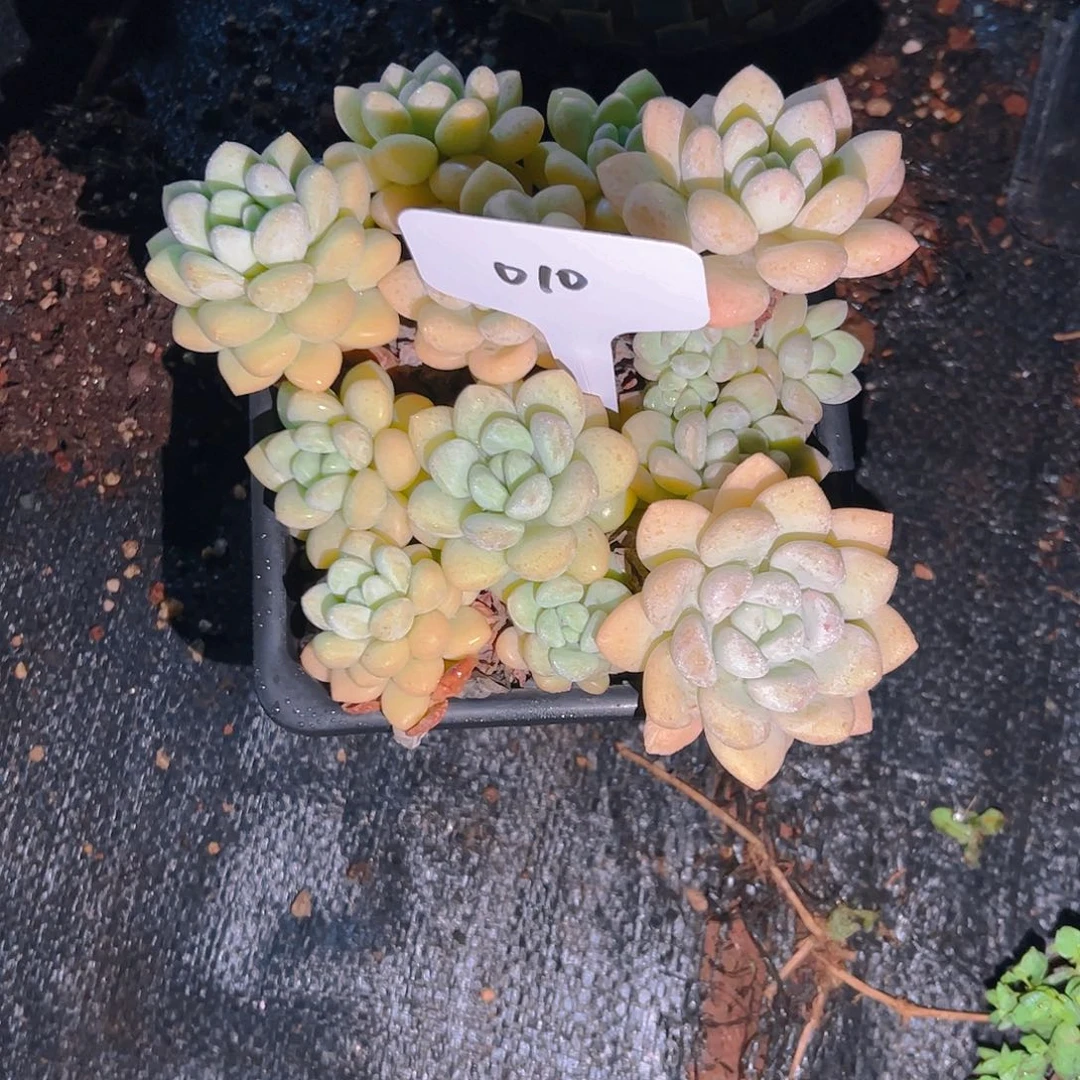 小*刺010泡泡糖38。。。。。
