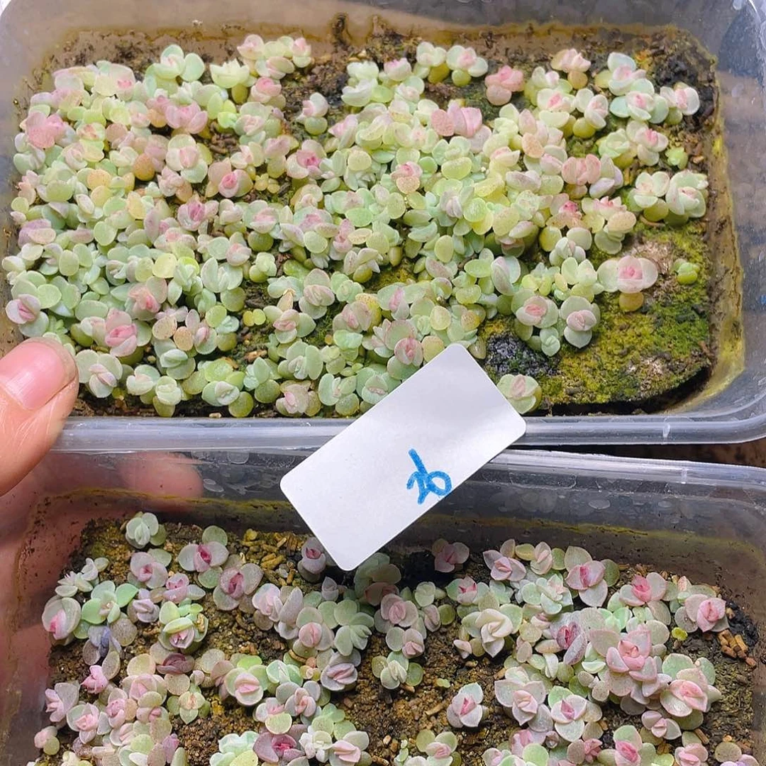 川**** 多肉植物多肉植物26
