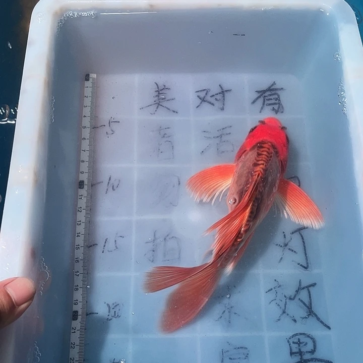 蝴蝶鲤鱼渔场直发77