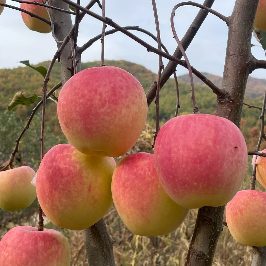 青森水蜜桃苹果树苗