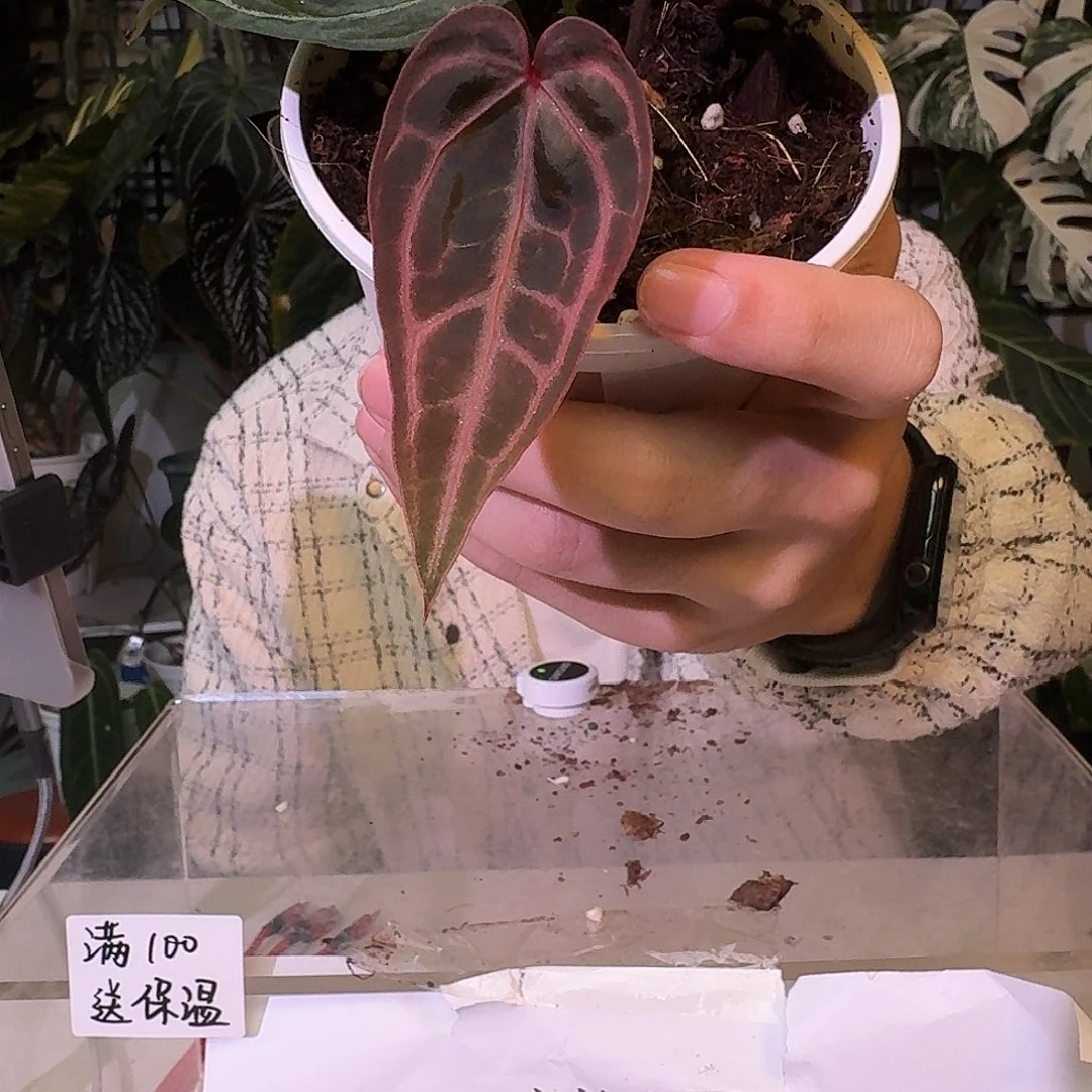 不开花植物C187米歇尔杂流星