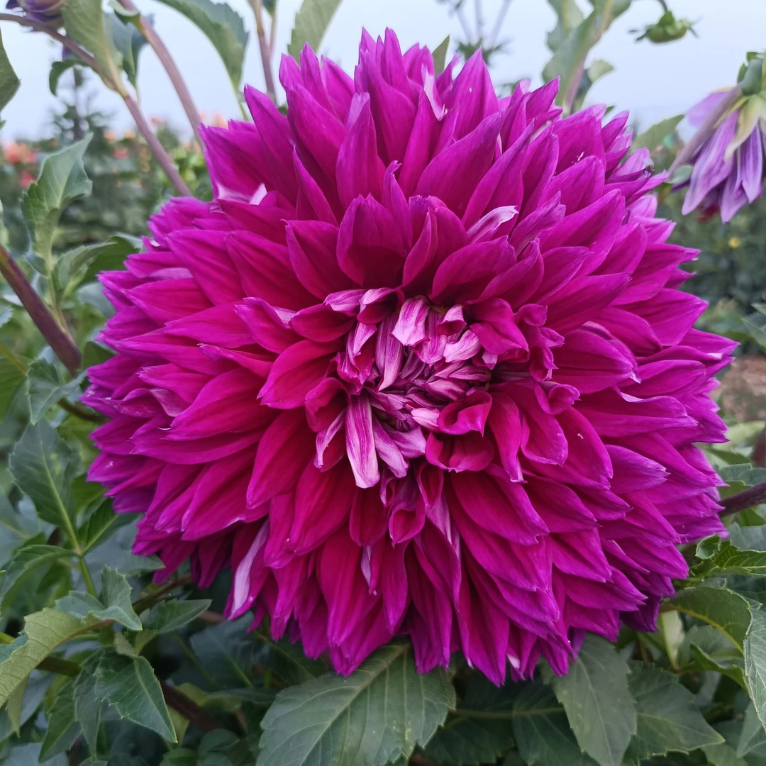 【海角奇缘27cm】大丽花整株种球【地栽·盆栽·包对版·假一罚十】