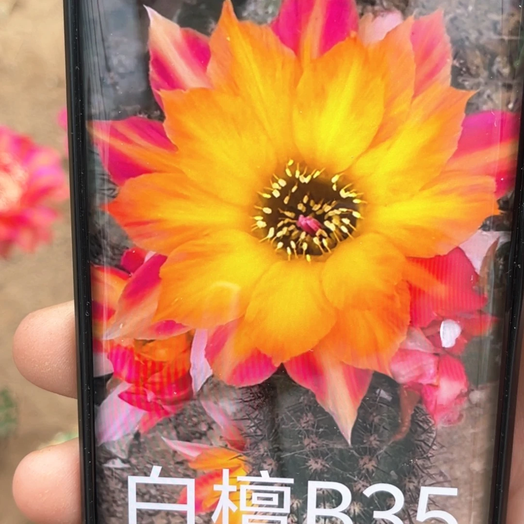 白檀B35侧芽 歪 满20包邮有斑点